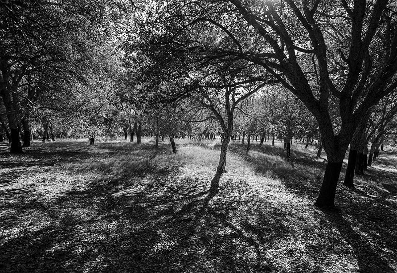 cork forest1 bw.jpg